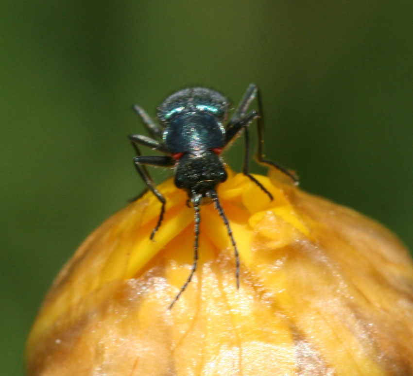 Clanoptilus spinipennis (cf.) della Sardegna